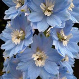 40 Seeds Cottage garden Cut flower Seeds -  summer blue