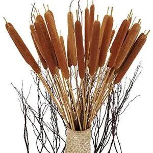 40 Pcs Dried Natural Cattails Jumbo for Rustic Floral Arrangement or