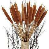 40 Pcs Dried Natural Cattails Jumbo for Rustic Floral Arrangement or
