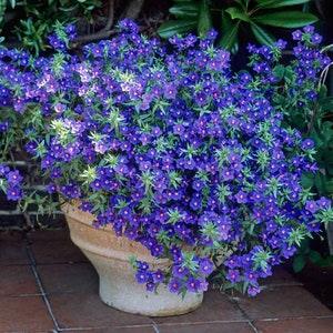 BLUE PIMPERNEL Lysimachia Anagallis Monelii 10 Seeds