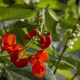 20 Scarlet Runner Bean Mix -Phaseolus Coccineus Mix-B649- fire bean-scarlet emperor-Attracts Hummingbirds