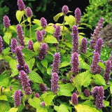 Purple Lophantus Flower 25+ seeds