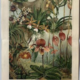 Plants / Original 1906 Antique Chromolithograph of Orchids