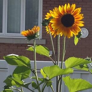 Sunflowers Seeds