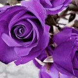 Purple rose flower seeds - 20 seeds - 004