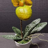 Mini Artificial Paphiopedilum Lady Slipper Orchid YELLOW