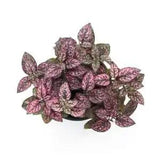 50+ seeds- Pink Polka Dot seed for planting,heirloom,open pollinated, Variegated