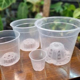 Clear Aroid Pot D15, for house plants