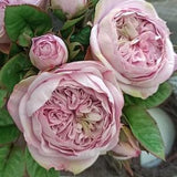 David Austin Cabbage rose, Juliet Rose, Realistic peony rose for vase, English garden rose, Bride wedding masora bouquet, Long stem roses
