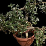 Jade Tree (Crassula Ovata)