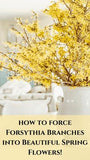 Forcing Forsythia Branches into Beautiful Spring Flowers | Dabbling & Decorating Flower Delivery