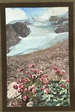 Ranunculus Glacialis Alpine Flowers & Rock Gardens-Antique Print1911