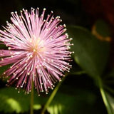Shy flower {Mimosa Pudica} Sensitive plant | Indoor/Outdoor Annual and Perennial 50+ seeds New!