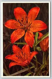 Flowers Fire Lily Lilium Bulbiferum Thor E. Gyger Unused Swiss Postcard