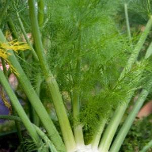 Florence Fennel Seed Pack - Heirloom seeds