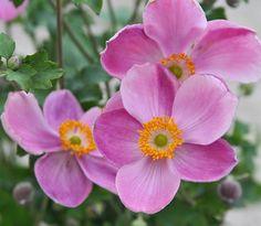 Anemone x hybrida "Pretty Lady Susan" Flower Delivery