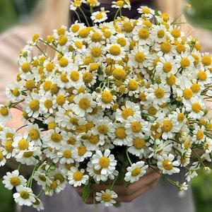 50 +seeds Feverfew Tanacetum parthenium