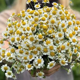 50 +seeds Feverfew Tanacetum parthenium