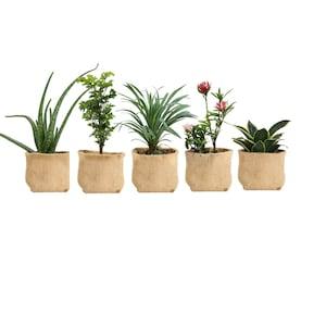 5 Pack of I Gallon Biodegradable Grow Pot - Nursery Pots - Growing Plants - Indoor Outdoor ?C Plastic-Free ?C Eco-Friendly - Vegetable Planter