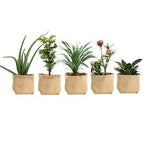 5 Pack of I Gallon Biodegradable Grow Pot - Nursery Pots - Growing Plants - Indoor Outdoor ?C Plastic-Free ?C Eco-Friendly - Vegetable Planter