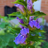 Blue Lobelia- Lobelia Siphilitica seeds. Bee and Pollinator Safe, Chemical Free, Native Perennial Flower