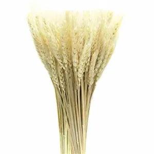 Real Wheat Ear Flower Natural Dried Flowers for Wedding Party Decorati 50pcs/Lot