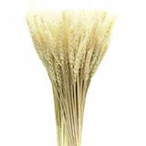 Real Wheat Ear Flower Natural Dried Flowers for Wedding Party Decorati 50pcs/Lot