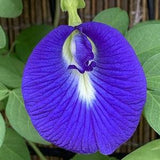 20 Blue Clitoria ternatea seeds,  Aparajita Butterfly Pea seeds