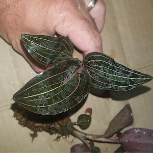 Ludisia Discolor ' Jewel Orchid ', South Florida Grown