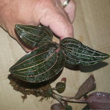 Ludisia Discolor ' Jewel Orchid ', South Florida Grown