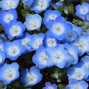 300 Baby Blue eyes Neophillia Seeds drought tolerant  Dizzy Bees Urban Garden *Combined shipping*