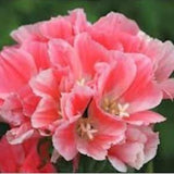 50+ Godetia Orange Flower Seeds- Orange Azaelaflora - Godetia Grandiflora- Orange Glory-Excellent Annual-Great for cutting-B441