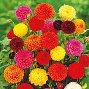 DAHLIA POMPON Mix Flower Seeds