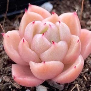 Echeveria 'Ice Candy', Rare Succulent Seeds, All-year seeds, 10 seeds