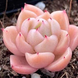 Echeveria 'Ice Candy', Rare Succulent Seeds, All-year seeds, 10 seeds