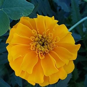 Rich Gold French Marigold Seeds Canada, Golden Color 50+ Seeds Bulk Lot, Container Gardening, Sun Loving Shade Tolerant Fragrant + GIFT!