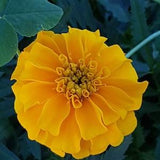Rich Gold French Marigold Seeds Canada, Golden Color 50+ Seeds Bulk Lot, Container Gardening, Sun Loving Shade Tolerant Fragrant + GIFT!