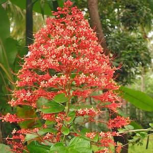 Exotic Chandalier Flower 15 Seeds