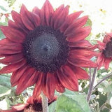 15 seeds Unique Pro-cut Red Sunflower Seed