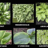 15+ Royal Mix Hosta Seeds -Seeds From My Plethora of Hosta Plants
