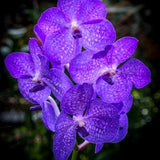 Blue Haze - cluster of blue Vanda orchid flowers standout against a dark background in this detailed botanical photograph - Macro Photograph