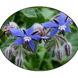 Borage Flower Seeds | Cucumber Scented Flowers | Bee Flower | Pollinator Flower | Star Flower