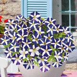 Hanging Petunia Blue Star F1 Seeds- Petunia x hybrida - Annual Flower