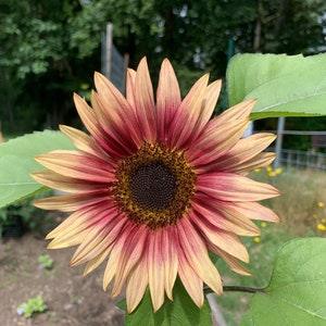 Strawberry Blonde Sunflower Seeds, 25 Seeds // Non GMO, helianthus annuus