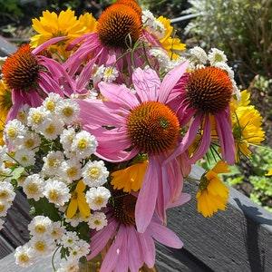 100 Echinacea Purple Coneflower Seeds Draws Bees & Pollinators Cut Flower Bouquet Dizzy Bees Urban Garden