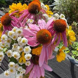 100 Echinacea Purple Coneflower Seeds Draws Bees & Pollinators Cut Flower Bouquet Dizzy Bees Urban Garden