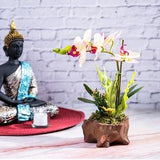 Fake Orchid Plant in Wood Log Like Planter, Indoor Artificial Plant Orchid Flower