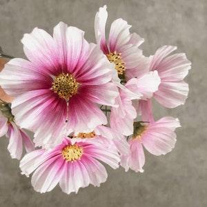 30 seeds Day Dream Cosmos  (Cosmos bipinnatus)