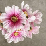 30 seeds Day Dream Cosmos  (Cosmos bipinnatus)