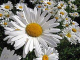 Leucanthemum, marguerite Flower Delivery